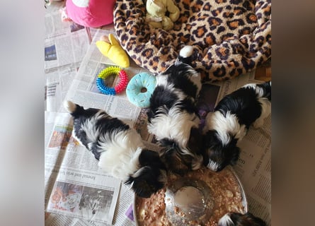 Biewer Yorkshire Terrier, Welpe,Rüde, reinrassig sehr selten
