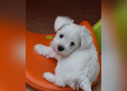 Welpen weiß Zwergschnauzer Rüde und Hündin