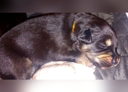 Australian shepherd border colli mix welpen Mitte Mai