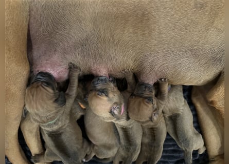 Rhodesien Ridgeback Welpen mit Papieren