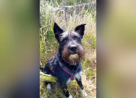 Süsse Phoebe sucht ihr Für-Immer-Zuhause!