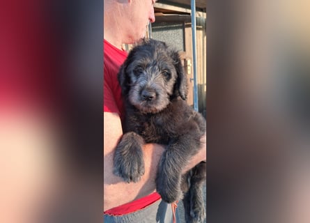 Labradoodle Welpen