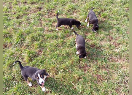 Entlebucher Sennenhund-Welpen "vom Zwergenstübchen" mit Ahnentafel