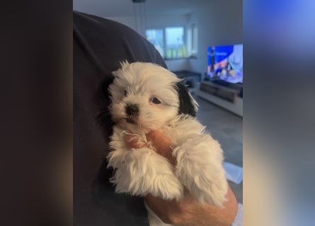 2 zuckersüße Maltipoo Welpen - Rüde und Hündin