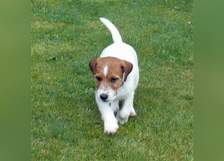 2 rassetypische Jack russell Terrier Rüdenwelpen 3 Monate alt