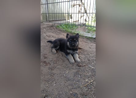 Osteuropäische Schäferhund Welpen