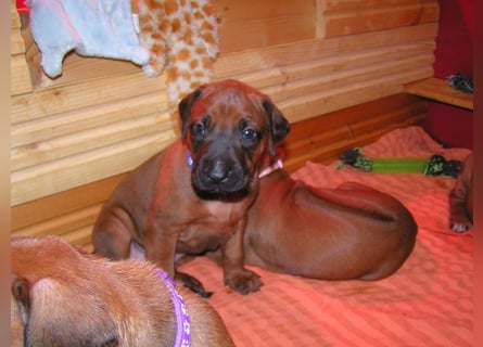 Rhodesian Ridgeback Welpen