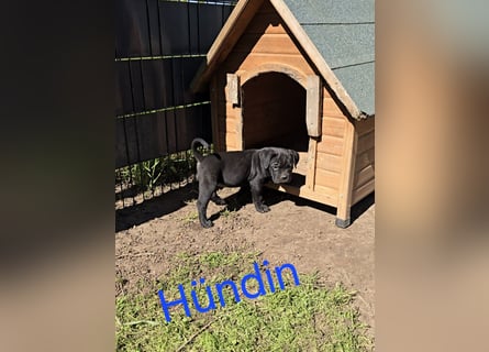 Presa Canario x Cane Corso 