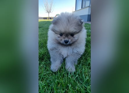 Reinrassige Pomeranian-Hündinnen mit Ahnentafel suchen ihre Traumfamilien