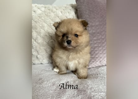 Alma – die kleine Entdeckerin mit großem Herz