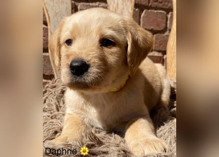 Labradoodle F1 apricot