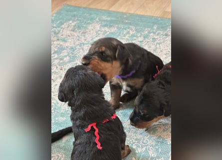 Typvolle Airedale Terrier Welpen aus Leistungszucht VDH/KfT