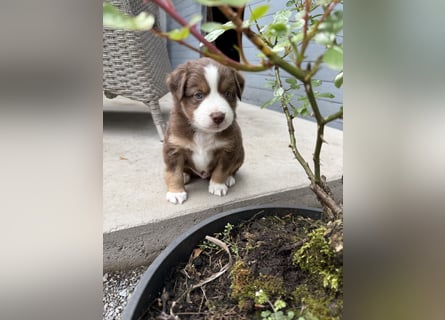 Mini Australien Shepherd Welpen suchen Traumzuhause