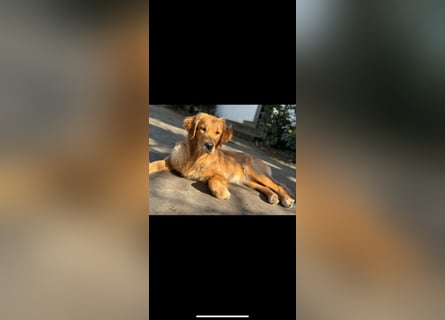 Golden Retriever dark reinrassig