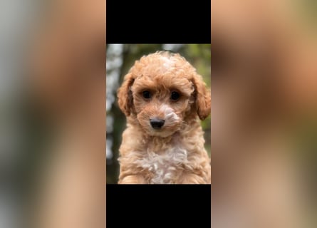 Schocolade farbige sehr schöne Welpen Maltipoo/mini Doodle