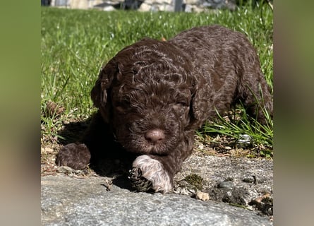 Lagotto - ein Herz aus Locken und Liebe