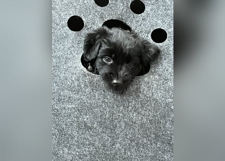 Labrador Mix Welpen