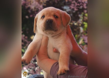 Labrador Welpen in hell gelb - die Buben