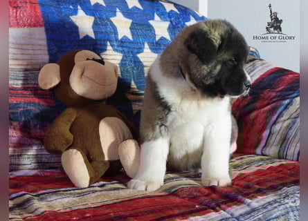 Echter reinrassiger American Akita Rüde