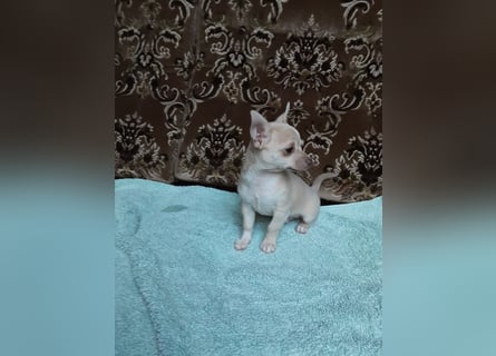 Reinrassige Chihuahua Welpen, Papiere, verkaufen