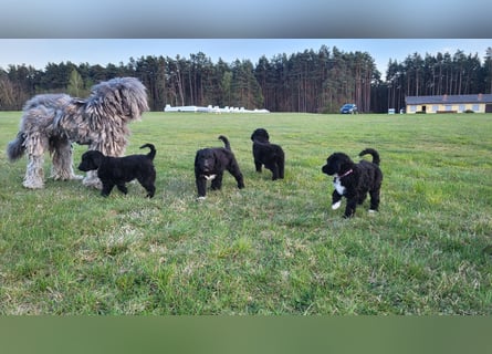 Doodle Bergamasker Barbet Mix Bergamasco Franz. Wasserhund Bergadoodle für Allergiker nicht haarend