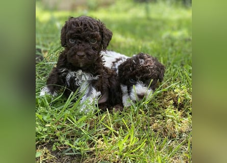 Lagotto Romagnolo, Welpen von ausgezeichneter Qualität