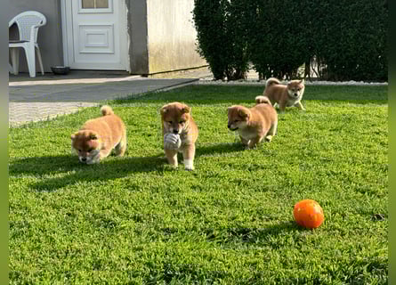 Shiba inu Welpen mit Papieren, an Erbkrankheiten getestet, Transport möglich!
