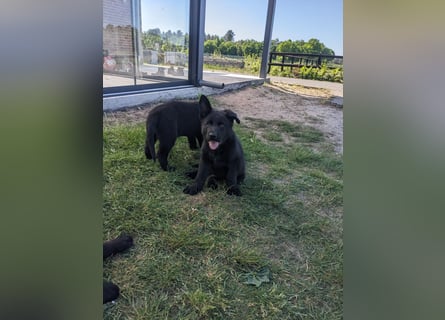 Deutscher schwarzer schäferhund mit Papieren