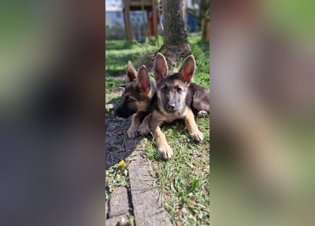 reinrassige Schäferhundwelpen (weiblich)