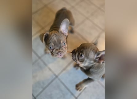 Französische Bulldoggen Welpen