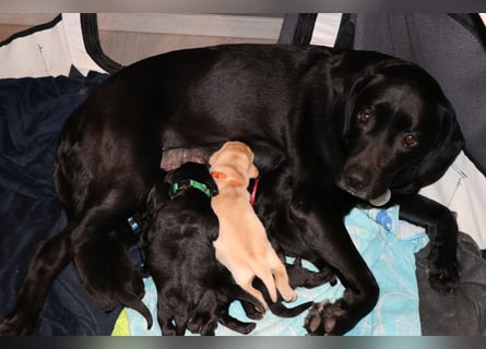 Labrador Welpen