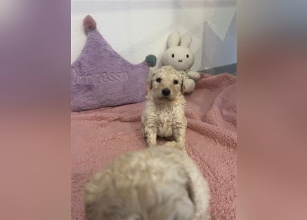 Wunderschöne Goldendoodle Welpen zu verkaufen Abgabe frühestens ab 06.12.24