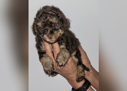 ZWERGPUDEL / TOY 2 männlich braun tan 1 schwarzes Mädchen 1 black tan Mädchen