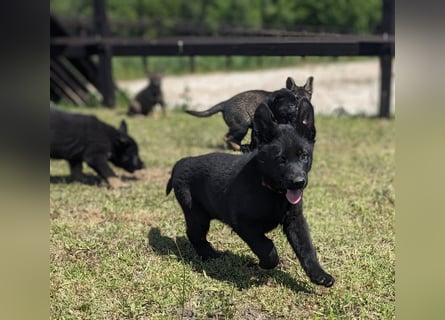 Deutscher schwarzer schäferhund mit Papieren