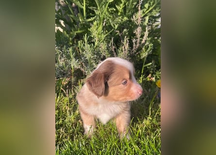 Miniature Australian Shepherd Welpen m. Papieren