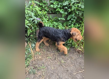 Airedale Terrier Hündin