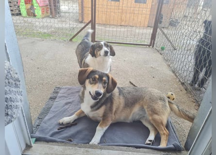 Dackelchen Mia und Emmi wollen nicht getrennt werden