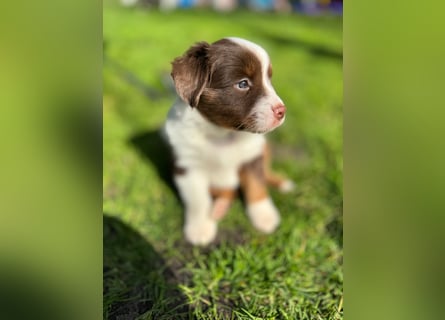 loki
