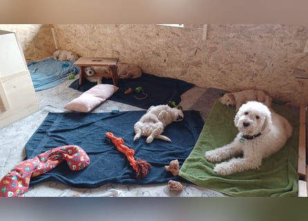 Wunderschöne Goldendoodle-Mix Welpen