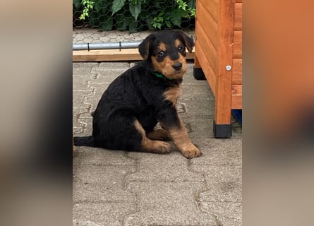 Typvolle Airedale Terrier Welpen aus Leistungszucht VDH/KfT