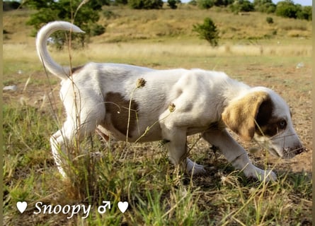 Susi und Snoopy suchen ein Zuhause