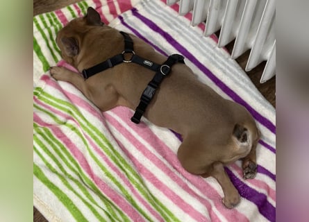 Bentley Reinrassige Französische Bulldogge Rüde