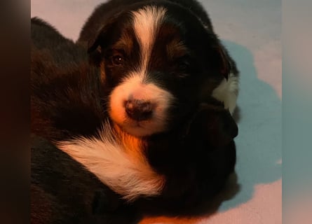 Border Collies Welpen