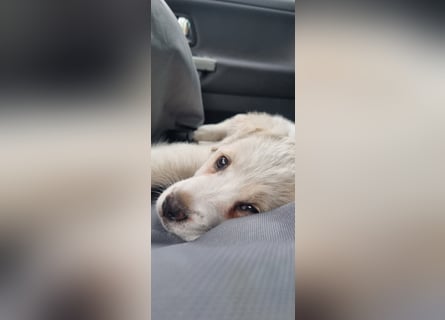 Labrador-Mischlingswelpe sucht liebevolles Zuhause
