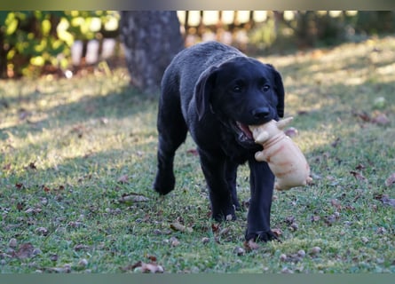 Labradorwelpen