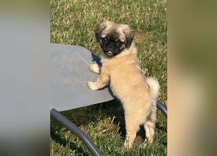 Mops Welpen  ( Altdeutsche )