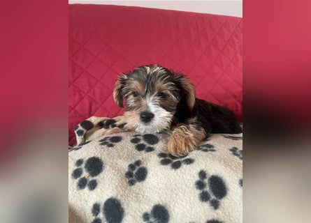 Liebe auf vier Pfoten – Yorkshire Terrier Welpen suchen ihr Für-immer-Zuhause!