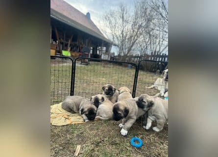 Kangal-Welpen suchen liebevolles Zuhause