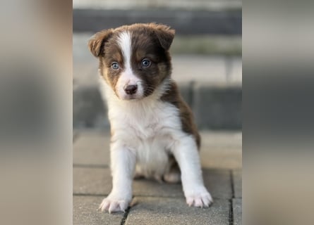 Border-Collie Rüde SKYE