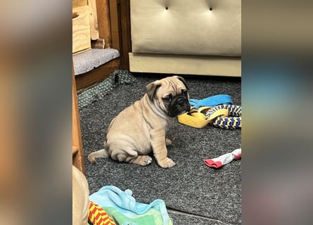 Zuckersüße Freiatmige Bulldoggenwelpen